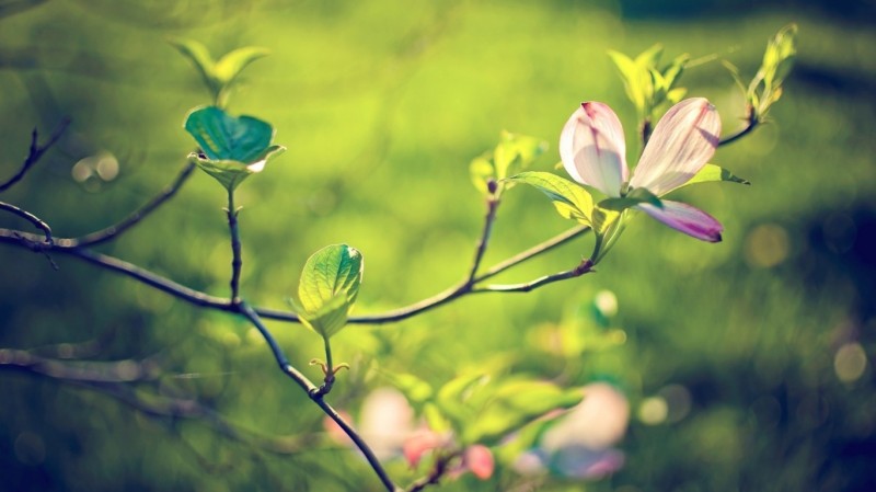 春天来了,建议班级举行一次春游活动,去哪里好